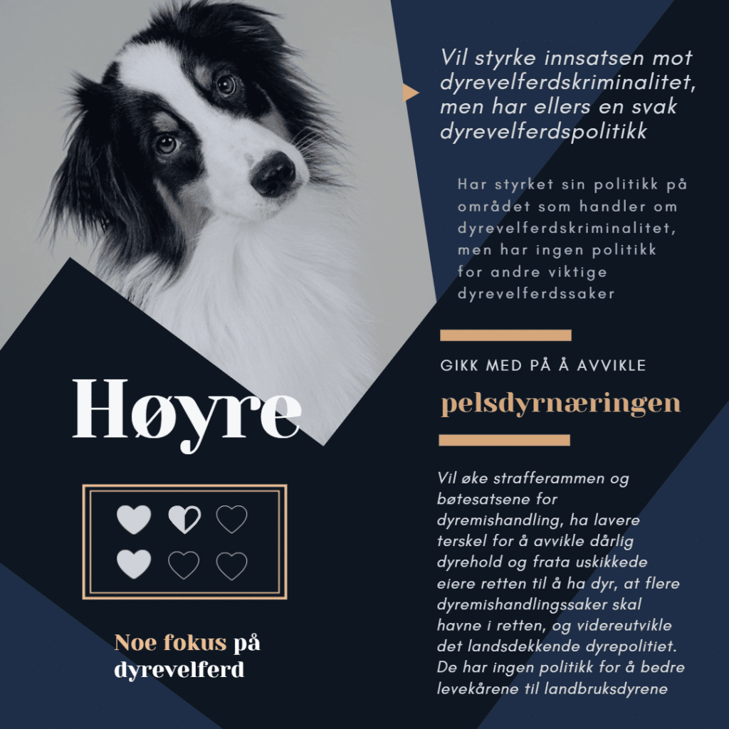 Valg 2021: Hvilke partier er mest dyrevennlige? – ingredienser